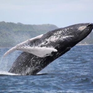 Ballenas Jorobadas - SAMANA- Tour / Excursiones - Stay Happy RD