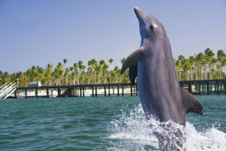 Dolphin Básico - PUNTA CANA - Tour / Excursiones - Stay Happy RD -- 1